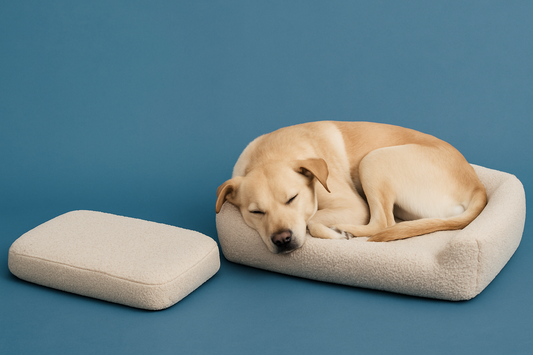 Hypoallergenic Dog Beds for Dogs with Sensitive Skin
